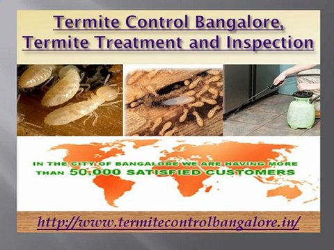 Termite Control Bangalore, Termite Treatment and Inspection - Imagepestcontrol