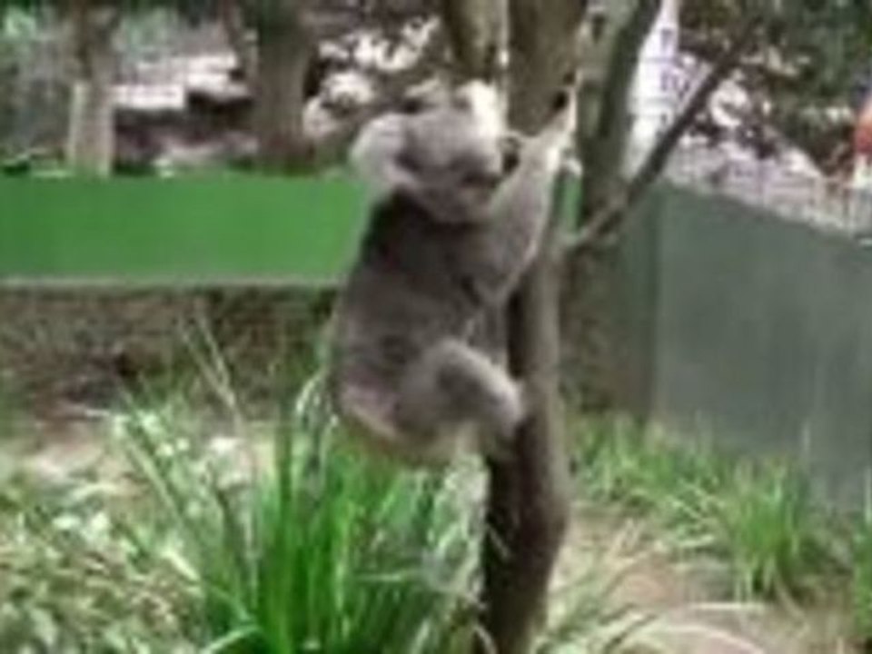 Der Featheral Wildlifepark nahe Sydney/Australien