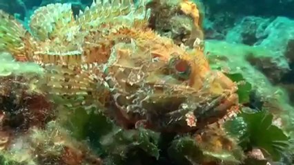Les plus belles plongées de la côte bleue