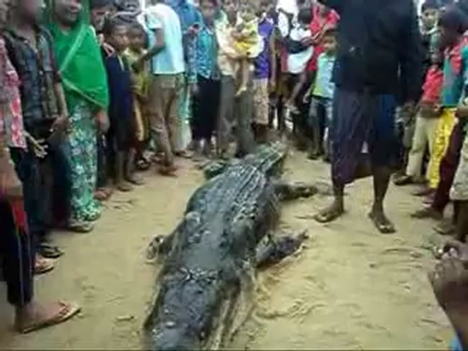 corocodile - maruthamunai
