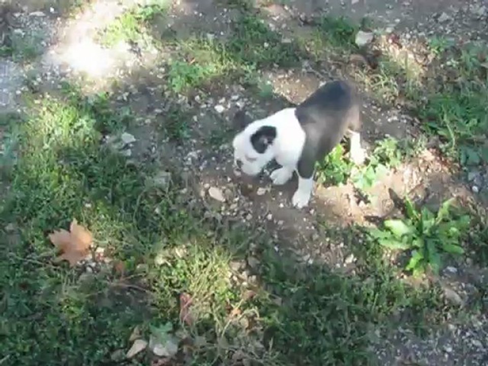 Chiots Bostons terriers et Cavaliers King Charles