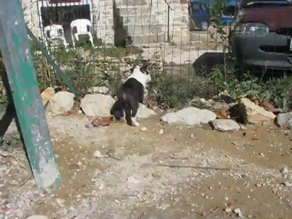 Chiots Bostons terriers et Cavaliers King Charles