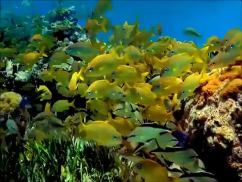 Nurullah GENÇ - Paylaşabilir Misin? (Nurullah Genç in ağzından şiirin hikayesi)