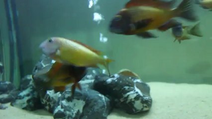 İlangi Yellow Ahmet Dursun