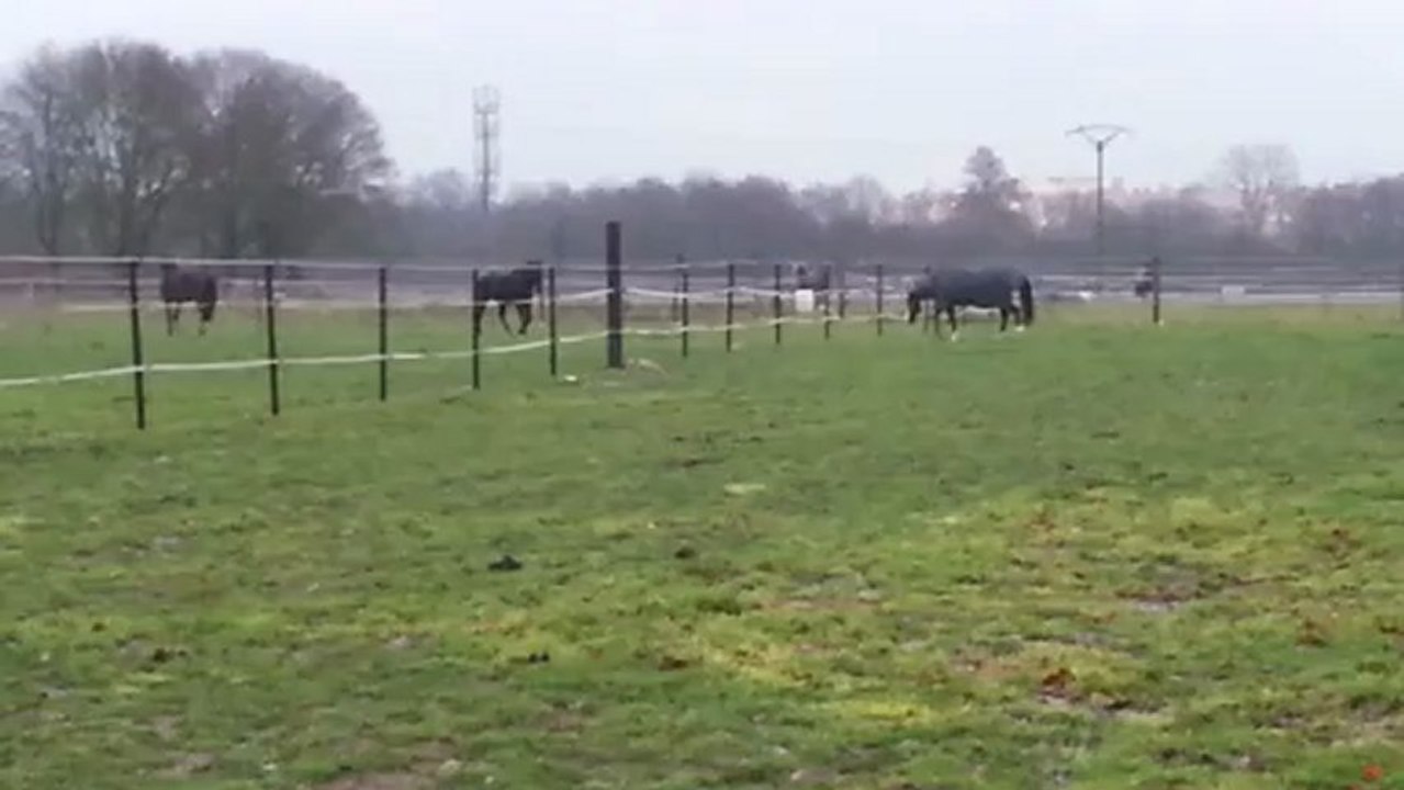 Tribal s'éclate dans sa pâture!