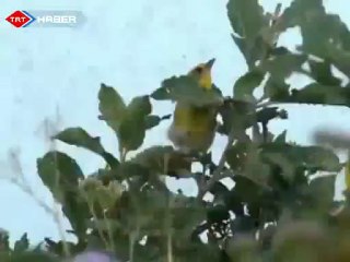 "Afrika'da Sivri Sinek Burger " ( köfte )