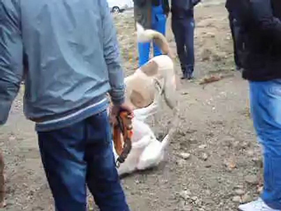 Eregli'den Sinan'ın Dayı vs Eregli Bas Kopegi Ala