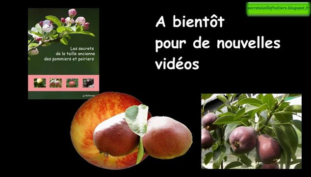 La taille du pommier et du poirier