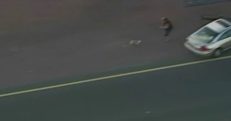 Motorway closed to save a dog - Autoroute fermée pour sauver un chien