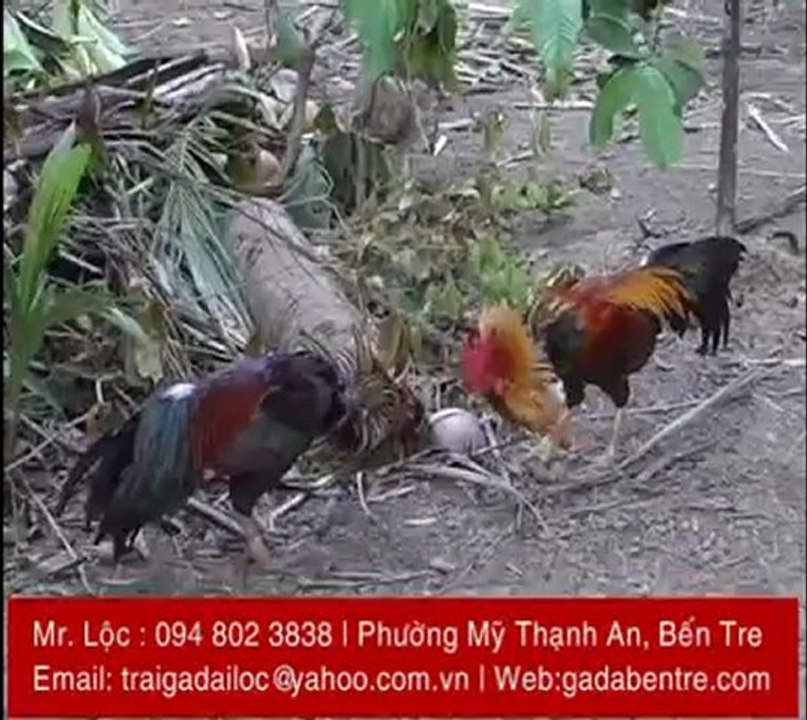 ga-da-ben-tre-trai-ga-dai-loc (4)