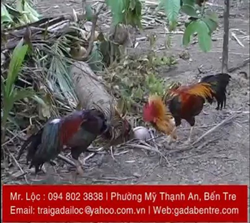 ga-da-ben-tre-trai-ga-dai-loc (4)