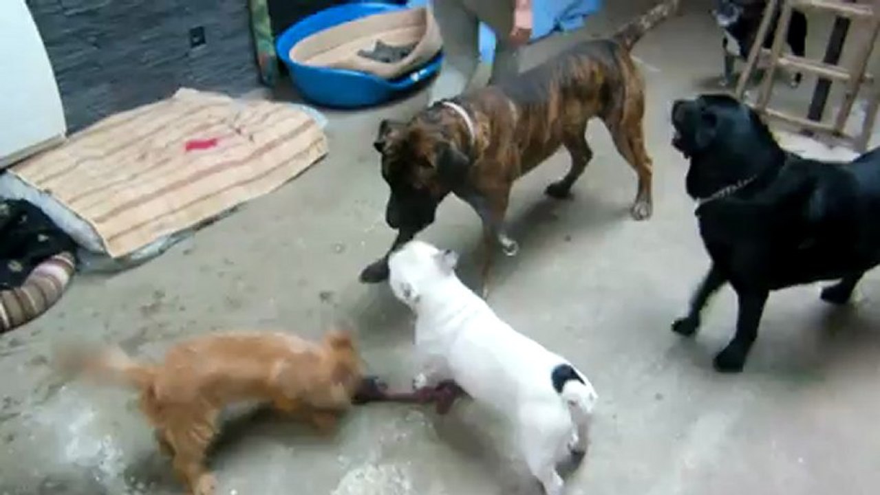 SanHeidi la pile electriques Titre