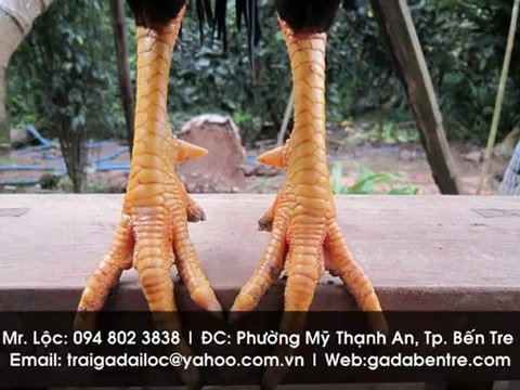 Gà tre mỹ, Gà nòi Mỹ, Gà lai Mỹ + Peru, Gà lai Mỹ Asil Peru, Gà lai Mỹ + Asil, Gà lai Mỹ + Phi, Gà Việt Lai Mỹ, Gà giống, Quý Kê_Linh Kê