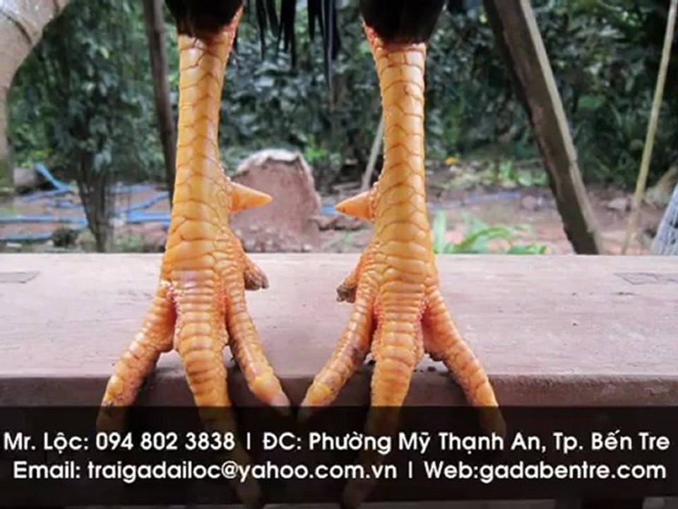 Gà tre mỹ, Gà nòi Mỹ, Gà lai Mỹ + Peru, Gà lai Mỹ Asil Peru, Gà lai Mỹ + Asil, Gà lai Mỹ + Phi, Gà Việt Lai Mỹ, Gà giống, Quý Kê_Linh Kê