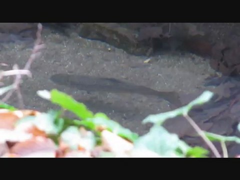 Truites farios des canaux de Valence en décembre 2012