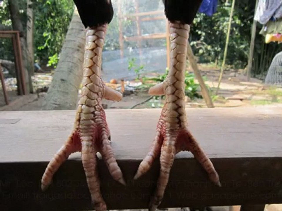 ga da, ga my, ga lai, ga asil, ga peru, Bán gà đá, ban ga, da mua ban gà -gadabentre.com