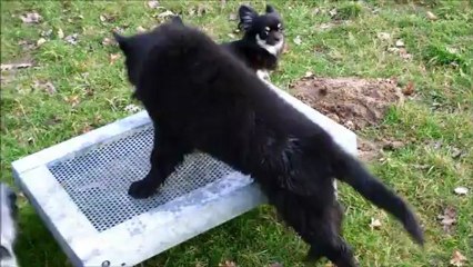 heaven parc des chiots