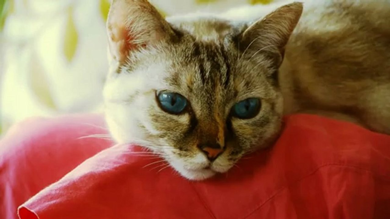 Test HD 720p