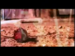 Kahraman TAZEOĞLU      " Aşk Bu Tokatı Haketti Bu Gece "