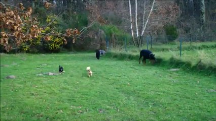 valéa, dove , binkie, gloria et heaven en promenade