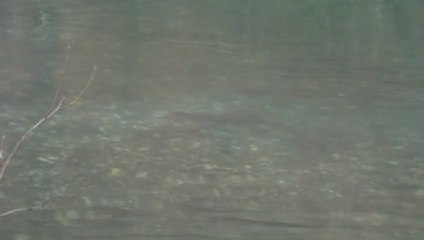 fraie de salmonidés en béarn