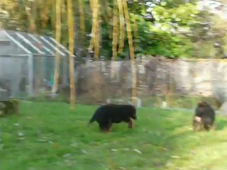 chiots berger allemand