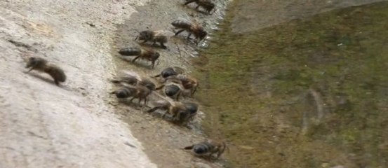 Planète Terre - Désert d’Abeilles 2sur2 (Tome2) par Ananda Guillet et Dominique Guillet