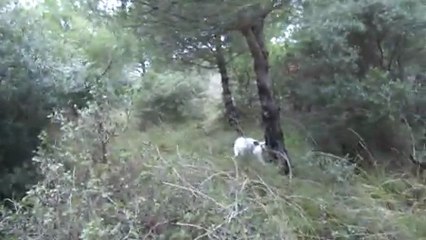 EDİNCİK MERASINDA ŞEKERİN ÇULLUK FERMASI