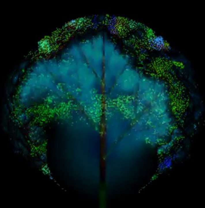 COLDINDREAD - VENUS RISING