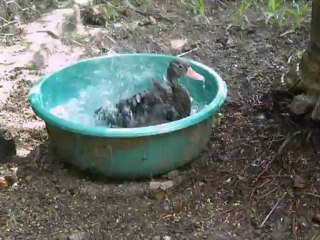 Hugo bañandose/Hugo Bathing