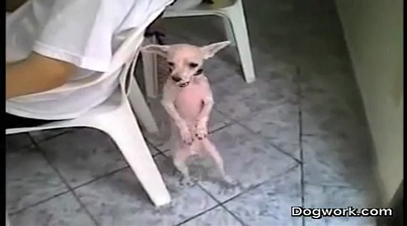 ESTE CANITO AQUECE QUALQUER INVERNO :)