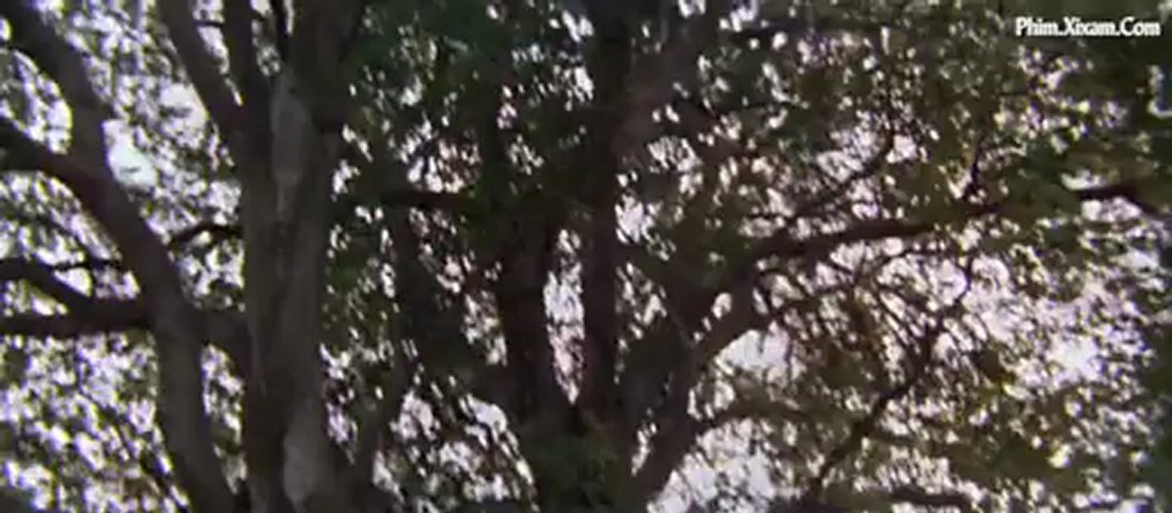DenThuongDeCungPhaiCuoi 1_clip5
