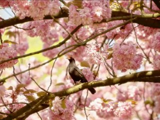 Air- Cherrry Blossom Girl