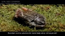 Is there a God-Allah var mıdır-frog died and came to life-kurbağa öldü ve dirildi