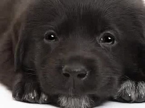 joyeux noel à toutes et à tous!