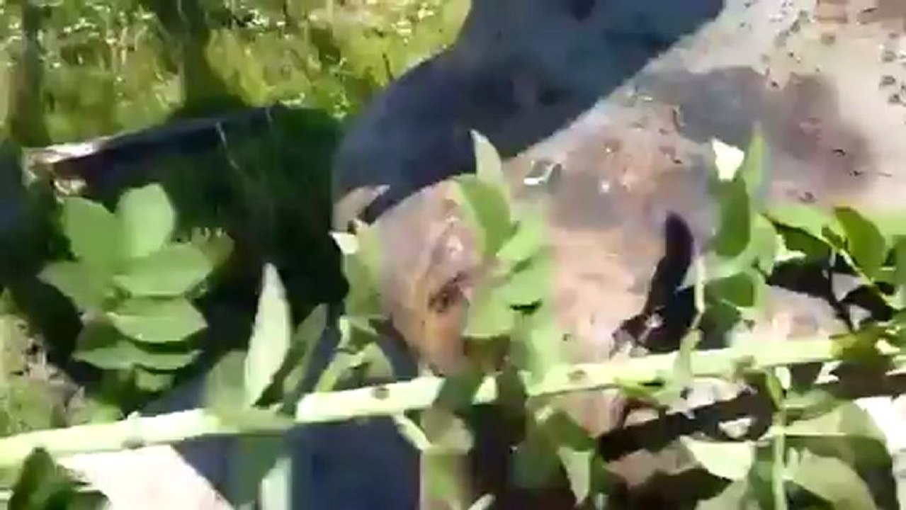 Ecouter la radio avec une plante !