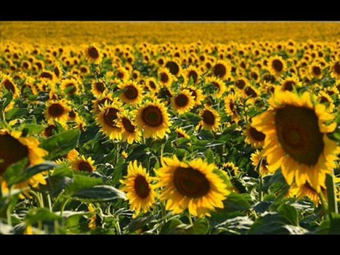 VIZIO E601i-A3 60-inch 1080p 120Hz Razor LED Smart HDTV - Review