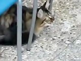 Clever cat learns to talk like a bird