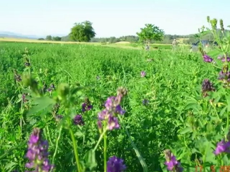 Yonca tohumu cesitleri,yonca tohumu verimi,yonca tohumu ekimi