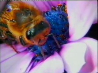 Nectar: El premio de las flores