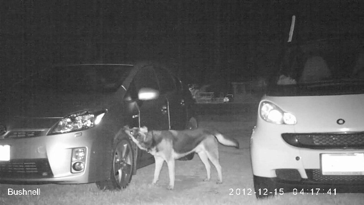 Chien attaque les voitures du parking