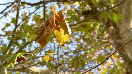 Le Canal du Midi devrait changer d'aspect végétal