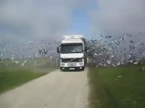 Truck loaded with racing pigeons