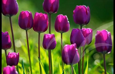 Lale Hanım  ~ Sensiz bu sabah bir acı rüyayla uyandım