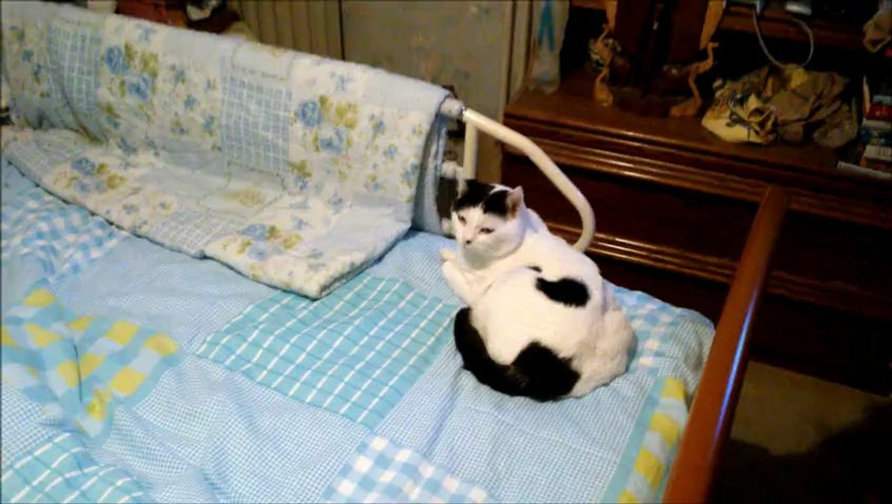 Chat filmé avec mon Sony Xpéria P