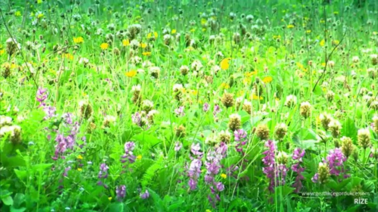 Gezdikçe Gördükçe RİZE  tanıtım filmi