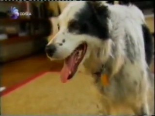 Chaser: Comprension verbal canina (1022 palabras, John Pilley)