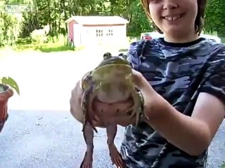 Bu Kurbağa Çığlık Atıyor