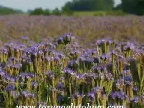 Arı otu tohumu nasıl ekilir,Arı otu tohumu kalıteli
