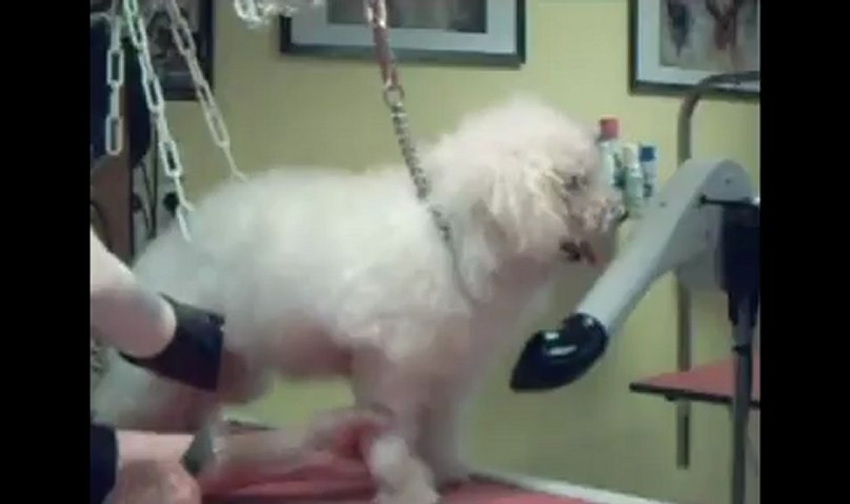 SALON TOILETTAGE REGARD CANIN FALKO
